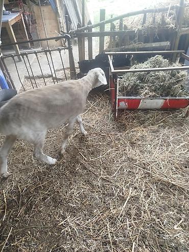 Баран, овца: Продаю | Овца (самка) | Для разведения | Матка — 10