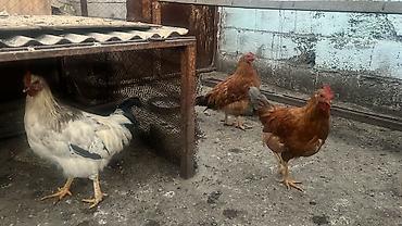 купить суточных цыплят бишкек: Продаю | Куры | Домашняя | Для разведения — 2