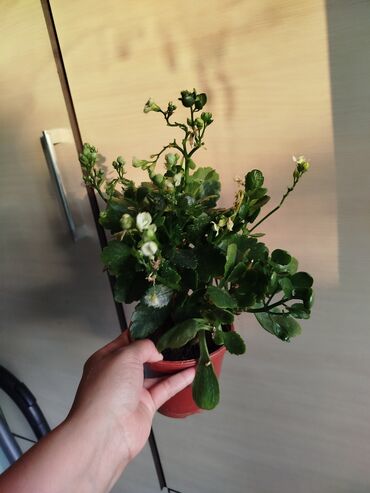 Другие комнатные растения: Другие комнатные растения — 7