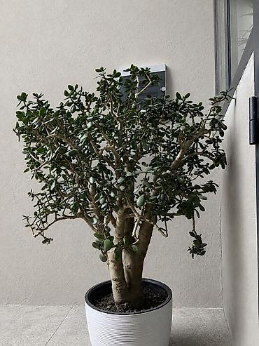 карликовой кури: Крупное комнатное растение – толстянка (Crassula ovata, «денежное — 2