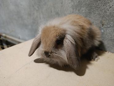 mini lop: Satılır: dekorativ quzuqulağı (lop-eared) miniatür dovşan balaları - — 7