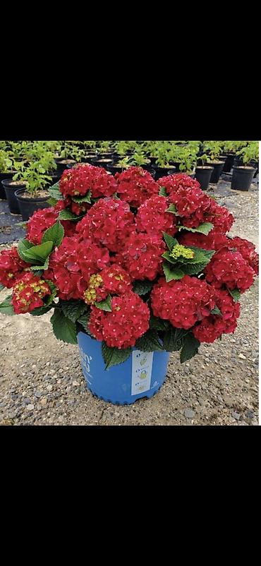 Digər bitkilər: Məhsul: Saksıda hortensiya (Hydrangea) - Rənglər: mavi, bənövşəyi — 4