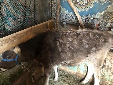 Коровы, быки: Продаю | Тёлка | Алатауская | Для разведения — 8