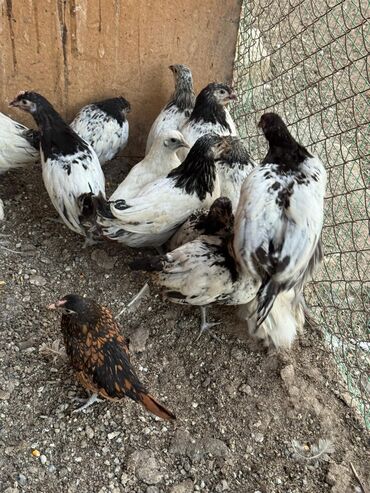 минеральная смесь для волнистых попугаев: По 250 сом только оптом