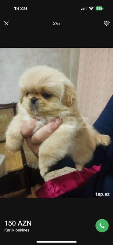 İtlər: Pekines, Erkek, Peyvəndli, Ünvandan götürmə — 14