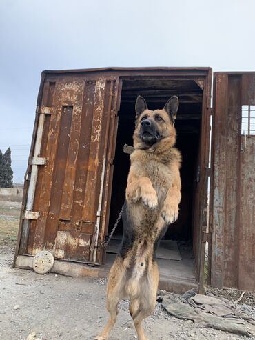 İtlər: Alman çoban iti, 1 il, Erkek, Ünvandan götürmə