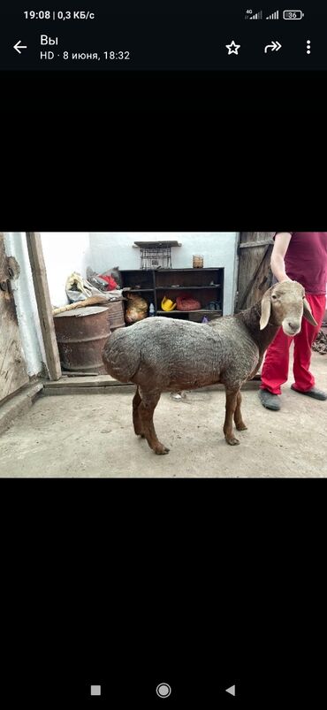 для животных: Арвшан 10 айлык козу кочкор кулак 👂 19 см