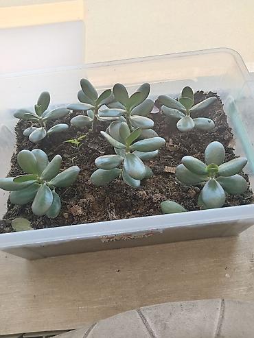 yasemen agaci: Succulent “Pul ağacı” (Crassula ovata) şitilləri - Növ: Crassula — 1