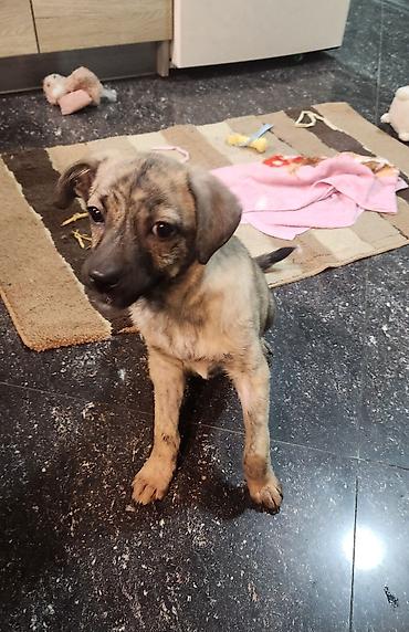 Продажа собак: Дворняжка, 4 месяца, Самка, С прививкой — 7