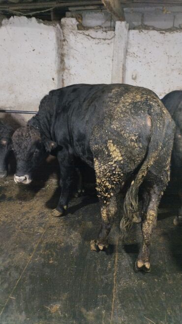 домик для кошки многоуровневый: Продаю | Бык (самец) | На откорм