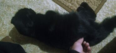 шотландская кошка шиншилла: Черный весло ухий кот с мягкой короткой шерстью и круглой мордочкой