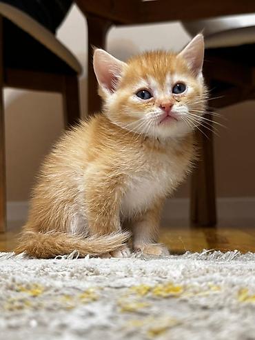 Pişiklər: Britan, Erkək, Dişi, Yaxşı əllərə, Ünvandan götürmə, Pulsuz çatdırılma, Ödənişli çatdırılma — 12