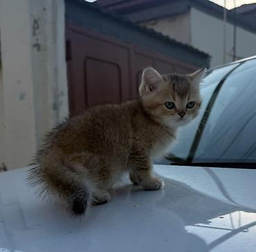 Qızıl şinşilla, Dişi, Yaxşı əllərə, Ünvandan götürmə lalafo.az -da Qızıl şinşilla, Dişi, Yaxşı əllərə, Ünvandan götürmə