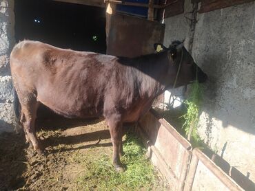 Коровы, быки: Продаю | Корова (самка), Тёлка | Алатауская | Для разведения, Для молока