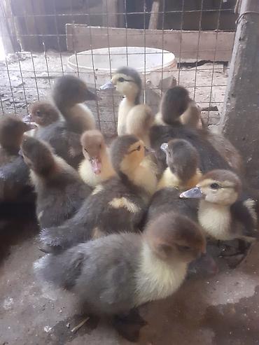 tovuz quşu qiymeti: 17 dene ordek balalari biri 4 man. 50 gep. 055 880. 85. 29 — 2
