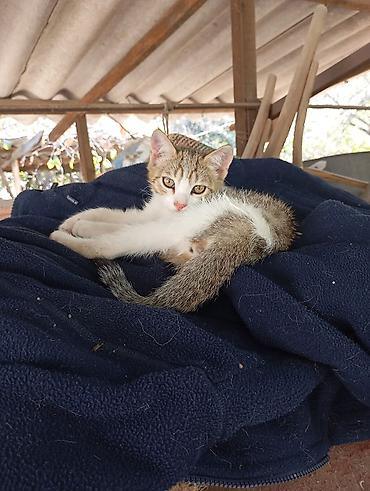 1 мальчик 2 котенка фулл: Котёнок мальчик 2 месяца — 1