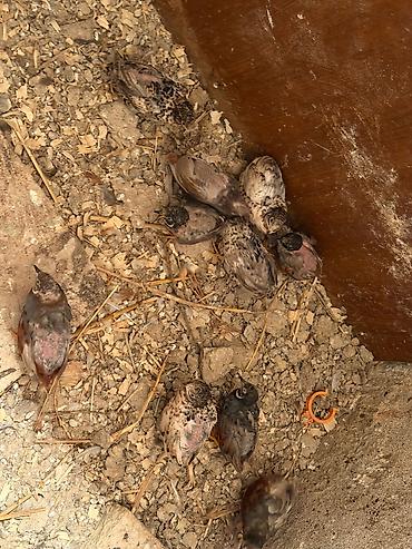 bildirçin yuvası: 11 ədəd Çin bildirçini satılır. Quşların sayı 6 erkək, 5 dişidir — 1