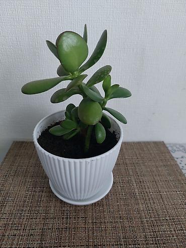 4 pot: Толстянка (денежное дерево) в горшке - Сукупьент с плотными овальными — 3