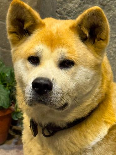 qurd basar iti: Akita-inu, Dişi, Peyvəndli — 2