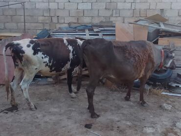 heyvan bazari inekler: Dişi, Simental, il: 2, 130 kq, Damazlıq, Südlük, Ünvandan götürmə, Ödənişli çatdırılma