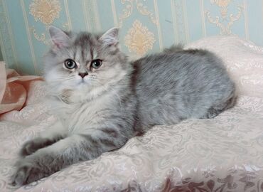 котята в баку бесплатно: Şotland, Dişi, Ünvandan götürmə