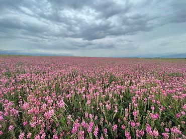Эспарцет: Эспарцет. Семенное хозяйство Победитель. сорт: Иссык Кульский. 2 — 9