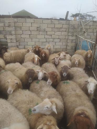 Qoyunlar, qoçlar: Qoyunlar, qoçlar — 6