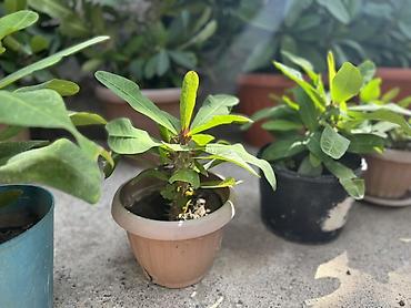 Молочаи: Молочай Милля (Euphorbia milii) в горшках — декоративно-цветущее — 4
