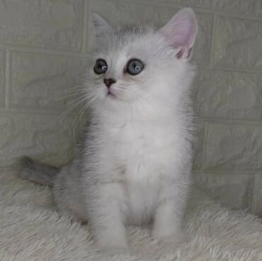 шатландский кот: Выставляется на продажу чистокровная шотландская девочка в окрасе