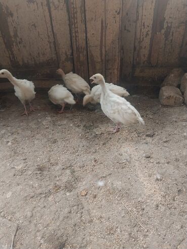 Akvarium aksessuar və ləvazimatları: Bir ayliq hindusqa balasi var biri 12 manata herbir dermani verilib
