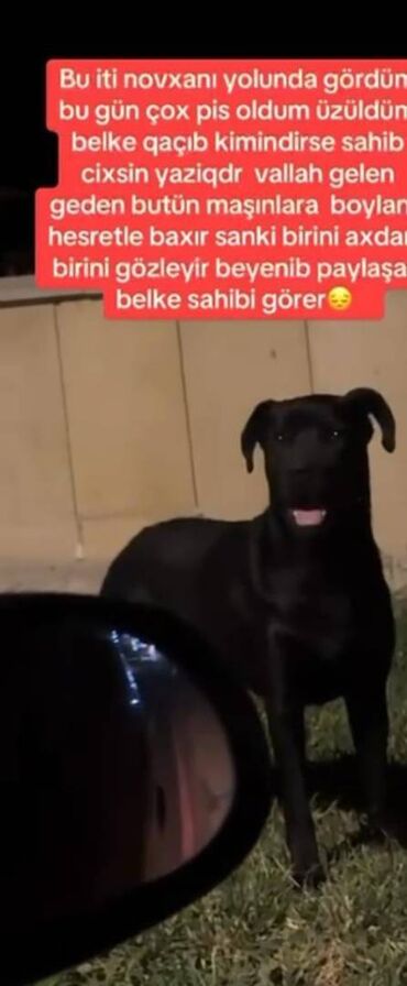İtlər: Kane-Korso, 1 ay, Dişi, Sənədli, Pulsuz çatdırılma, Ödənişli çatdırılma, Rayonlara çatdırılma