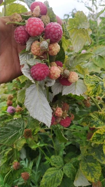 Малина: Малина Оптом — 9