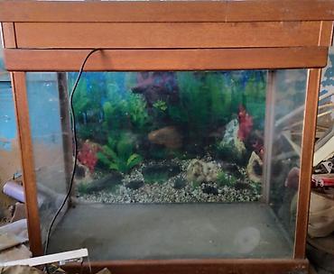 Балыктар: Аквариум 180 литров — 1