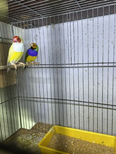 сколько стоит щенок акита ину: Amadin gulda hazır cütlər