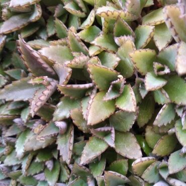 Toxumlar: Растения на заказ и в продаже кому интересно пишите -da lalafo.az — 14 Toxumlar: Растения на заказ и в продаже кому интересно пишите — 14