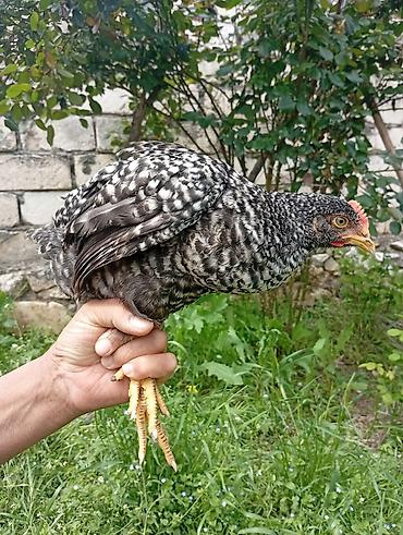 Toyuqlar: Toyuq, Yumurtalıq, Ödənişli çatdırılma -da lalafo.az — 2 Toyuqlar: Toyuq, Yumurtalıq, Ödənişli çatdırılma — 2
