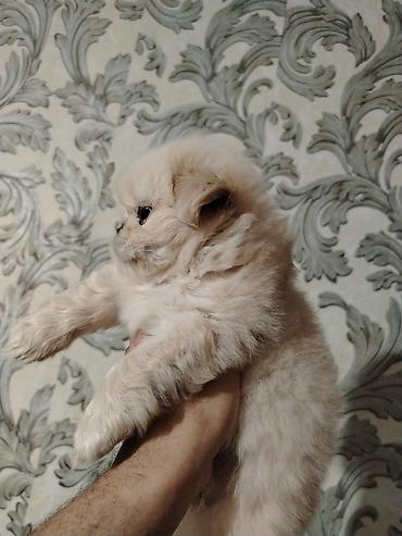 pekines iti: Pekines, Dişi — 2
