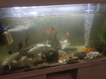 свежемороженая рыба: Прод ся аквариум 200 л заводской стекло толстое все в рабочем