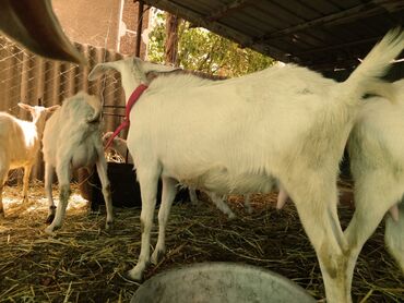 Козы, козлы: Продаю | Коза (самка), Козёл (самец) | Зааненская, Битал | Для разведения | Племенные — 7