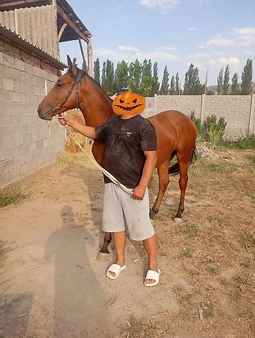 когучкон бишкек: Сатам | Тай | Ат спорту — 1