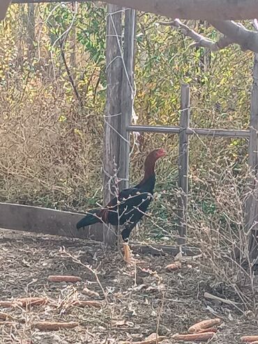 домик для кошки многоуровневый: Сатам | Короздор | Тебиштирүүчү | Көбөйтүү үчүн