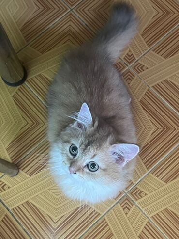 Aş qazanı: Qızıl şinşilla, Erkək, Yaxşı əllərə, Ünvandan götürmə, Ödənişli çatdırılma