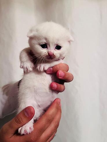 Pişiklər: Britan — 11