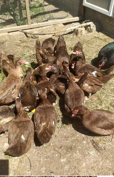 papuqay yumurtası: Dişi, | Lal ördək, Yumurtalıq, Ünvandan götürmə