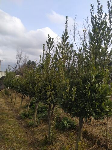 Ağaclar: Yaşıl canlı çəpər – Ligustrum (Privet) kolları - Məhsul — 9