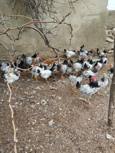 kurd toyuq: Toyuq, Adler, Yumurtalıq, Ödənişli çatdırılma