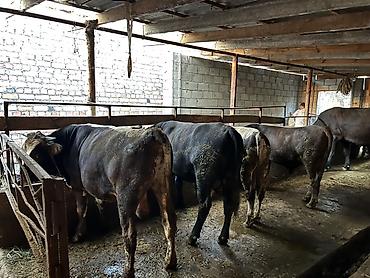 домашний животные: Продаю | Бык (самец) | На откорм — 2