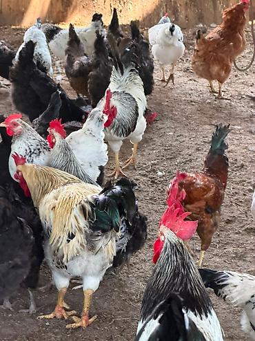 bakıda cücə satışı: Cins toyuq və xoruzların satışı Şəkildə gördüyünüz cins toyuqların — 1