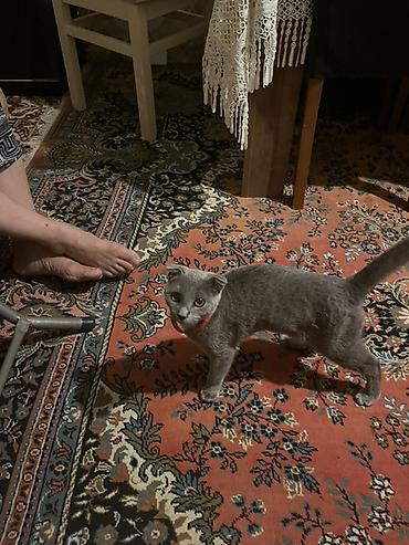 ragdoll pisik: Şotland, Dişi, Yaxşı əllərə, Ünvandan götürmə — 3