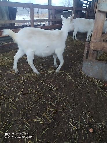Keçilər, çəpişlər: Sistemləri Saanen keçiləri temiz saf qan keçiləri.iki dişi bir teke — 2